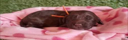 Cockapoo dogs for sale: Beautiful litter of F1 Cockapoo's - Advert 4