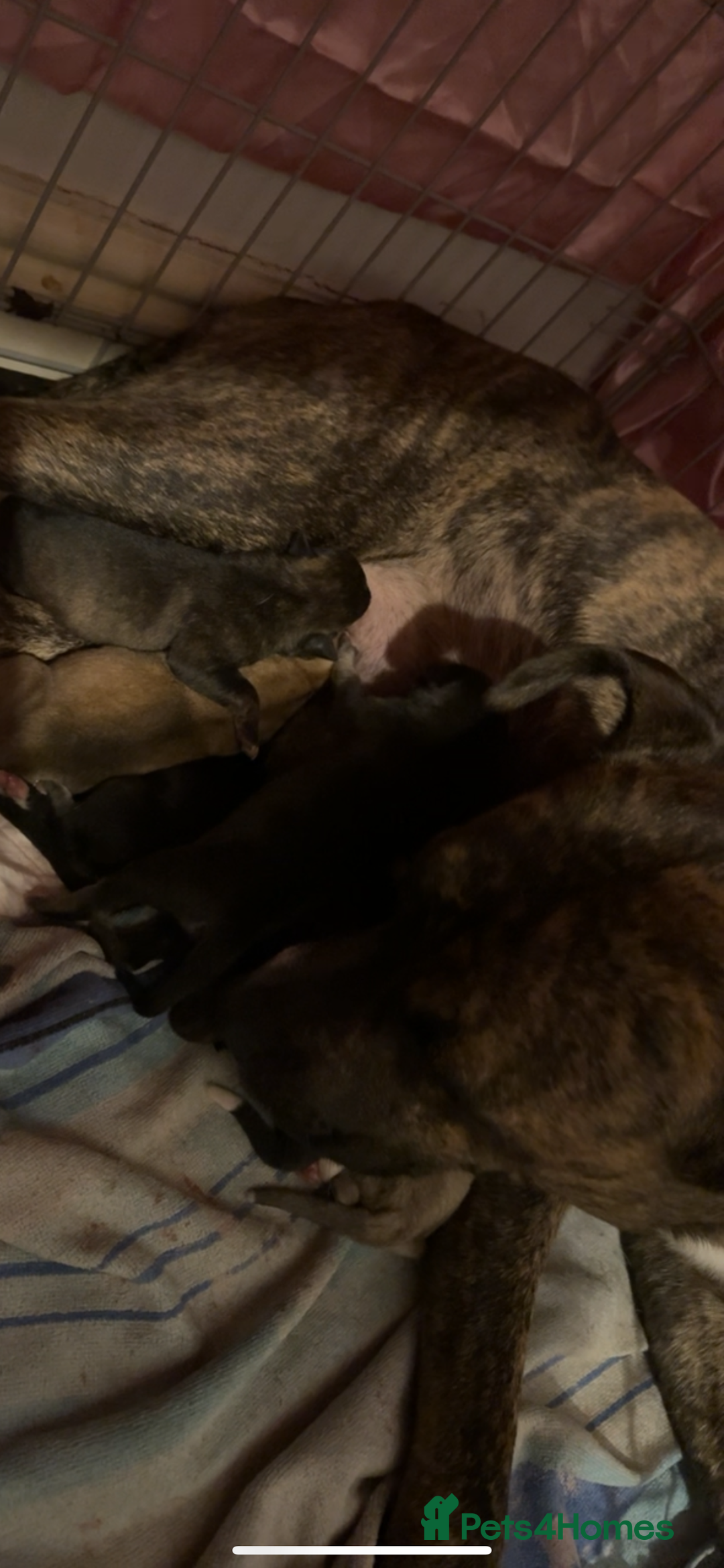 Mixed Breed dogs for sale: Husky x Staffy puppy’s ready now!  - Image 15