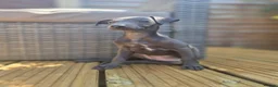 Italian Greyhound dogs for sale: Blue Italian greyhound - Advert 5
