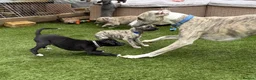 Whippet dogs for stud: 🐾 ZANE – KC REG WHIPPET STUD (PROVEN) 🐾 - Advert 2