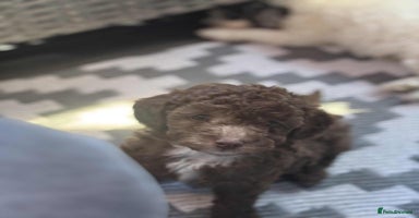 Toy Poodle dogs - Advert 16