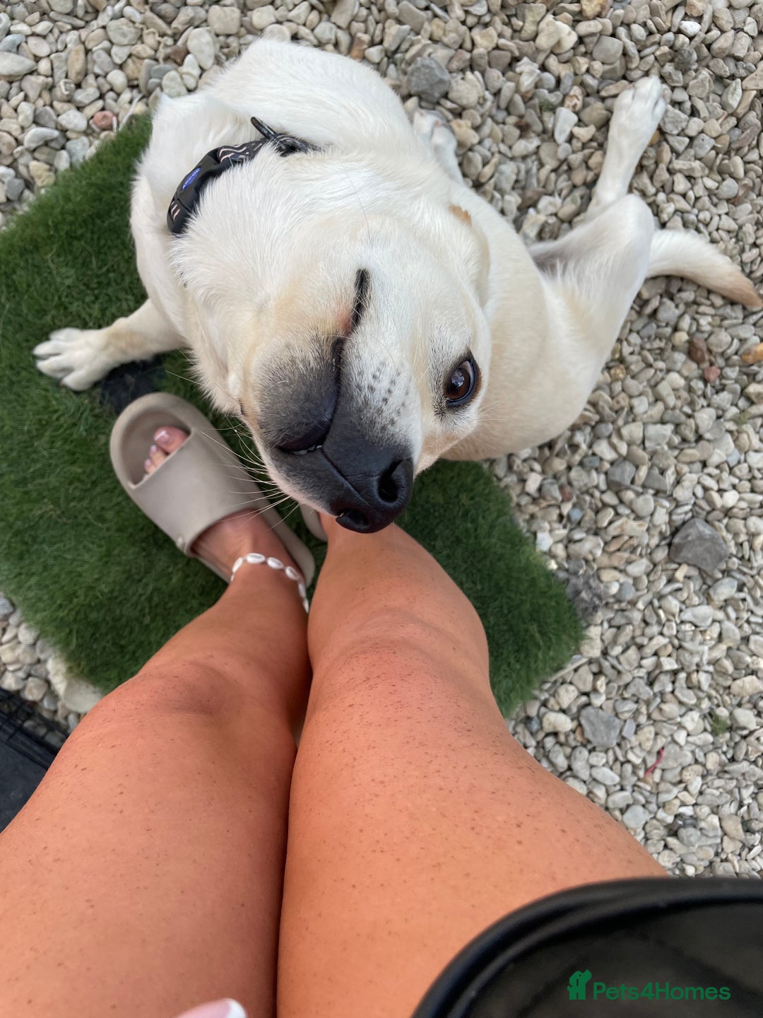 Labrador Retriever dogs for sale: Labrador for sale  - Advert 4