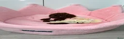 Toy Poodle dogs for sale: Asian Tiny teddy Poodles Boys and Girl  - Advert 1