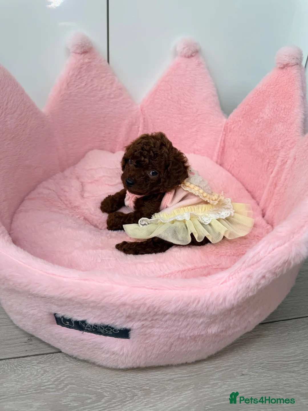 Toy Poodle dogs for sale: Asian Tiny teddy Poodles Boys and Girl  - Advert 1