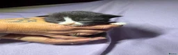 Mixed Breed cats for sale: 4 kittens for sale  in Loughborough - Advert 2
