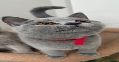 British Shorthair cats - Advert 1