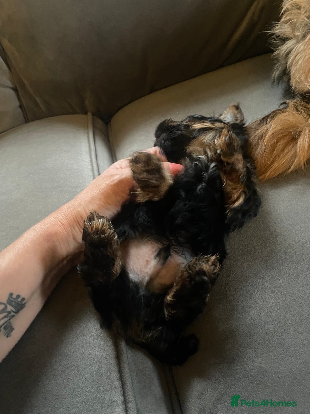 Yorkshire Terrier dogs for sale: Ready to go 2 boys snd 2 girls  - Advert 8