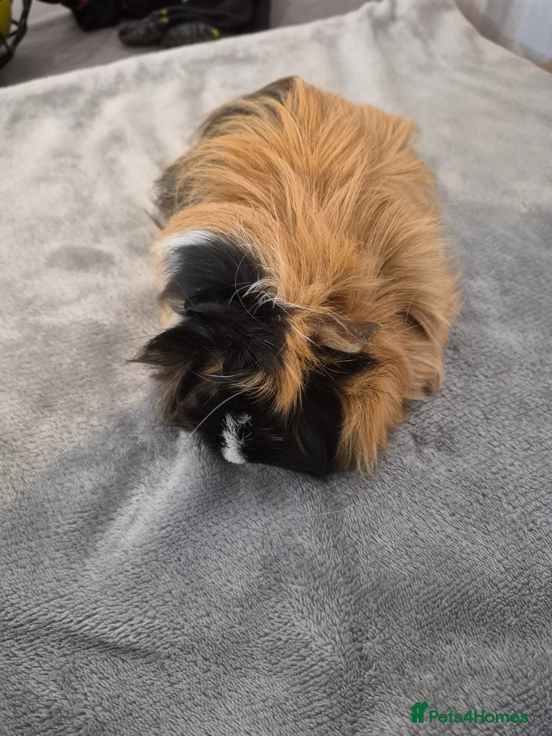 Guinea Pig rodents for sale: Female long haired Guinea Pig for sale  - Advert 1