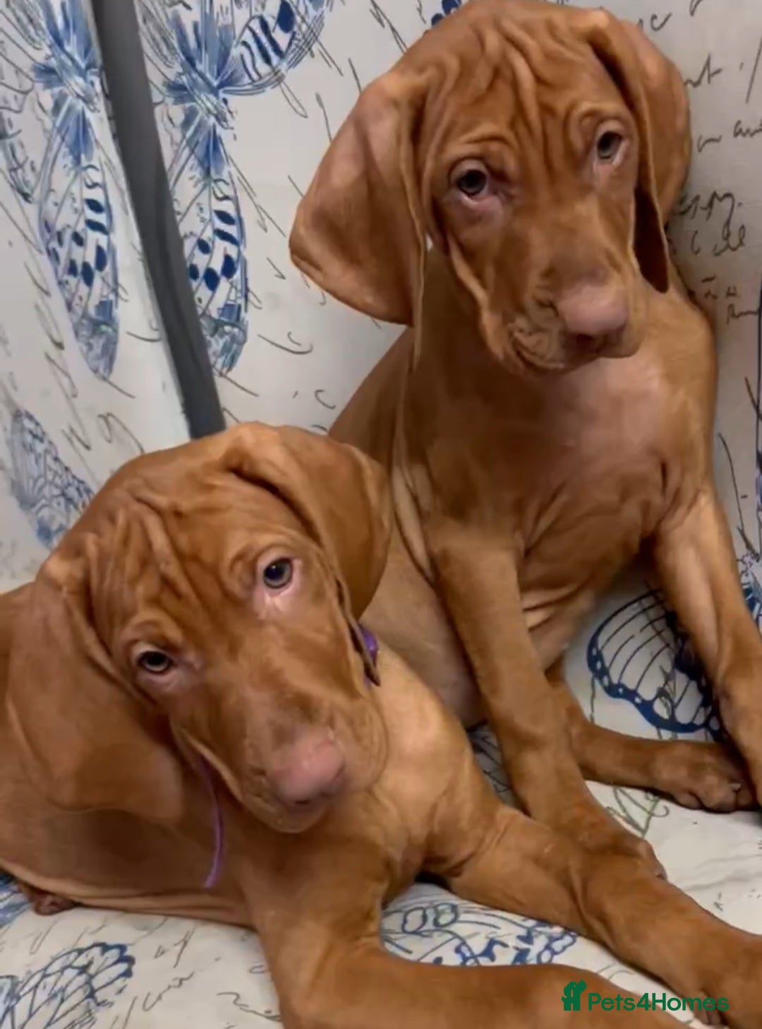 Hungarian Vizsla dogs Beautiful Hungarian Vizsla Puppies-Family Raised - Advert 1