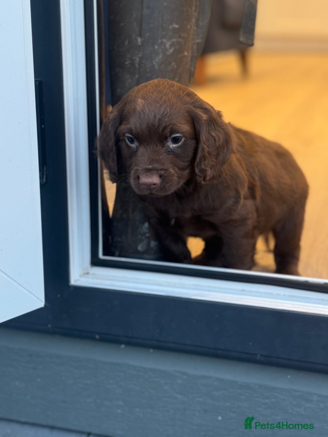 Cocker Spaniel dogs for sale: Pedigree health tested 5 generation pup available  - Advert 9