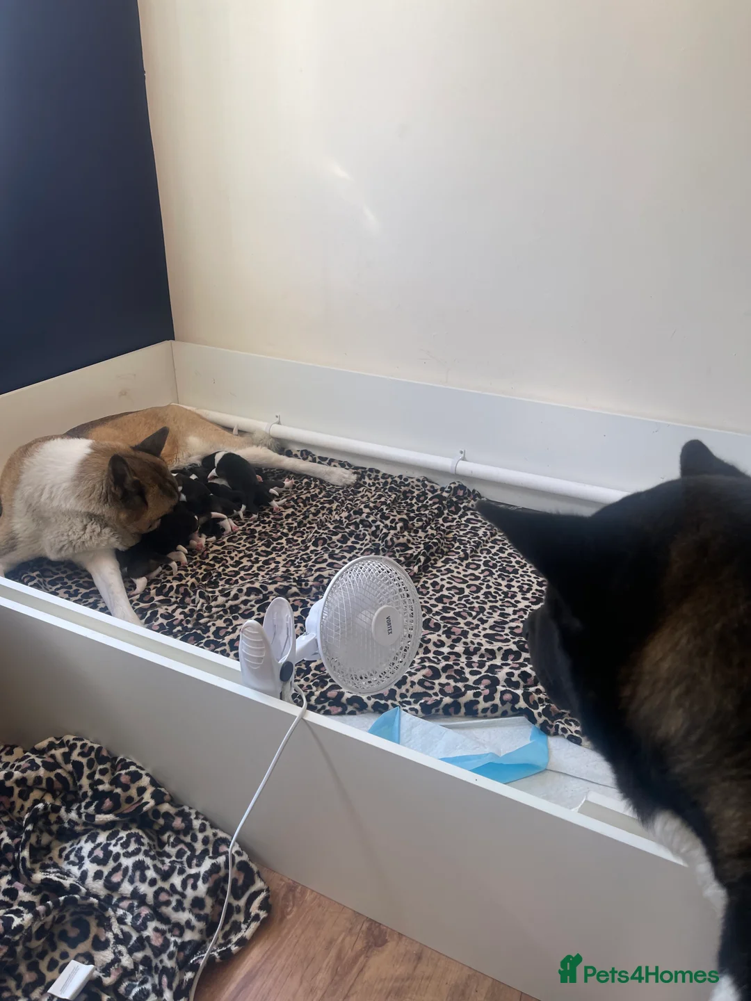 Akita dogs for sale: Pick of litter male,  - Advert 2