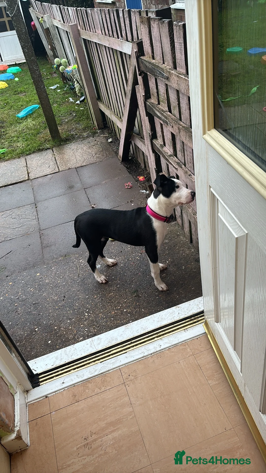 Mixed Breed dogs for sale: Bull mastiff cross staff female  - Advert 12