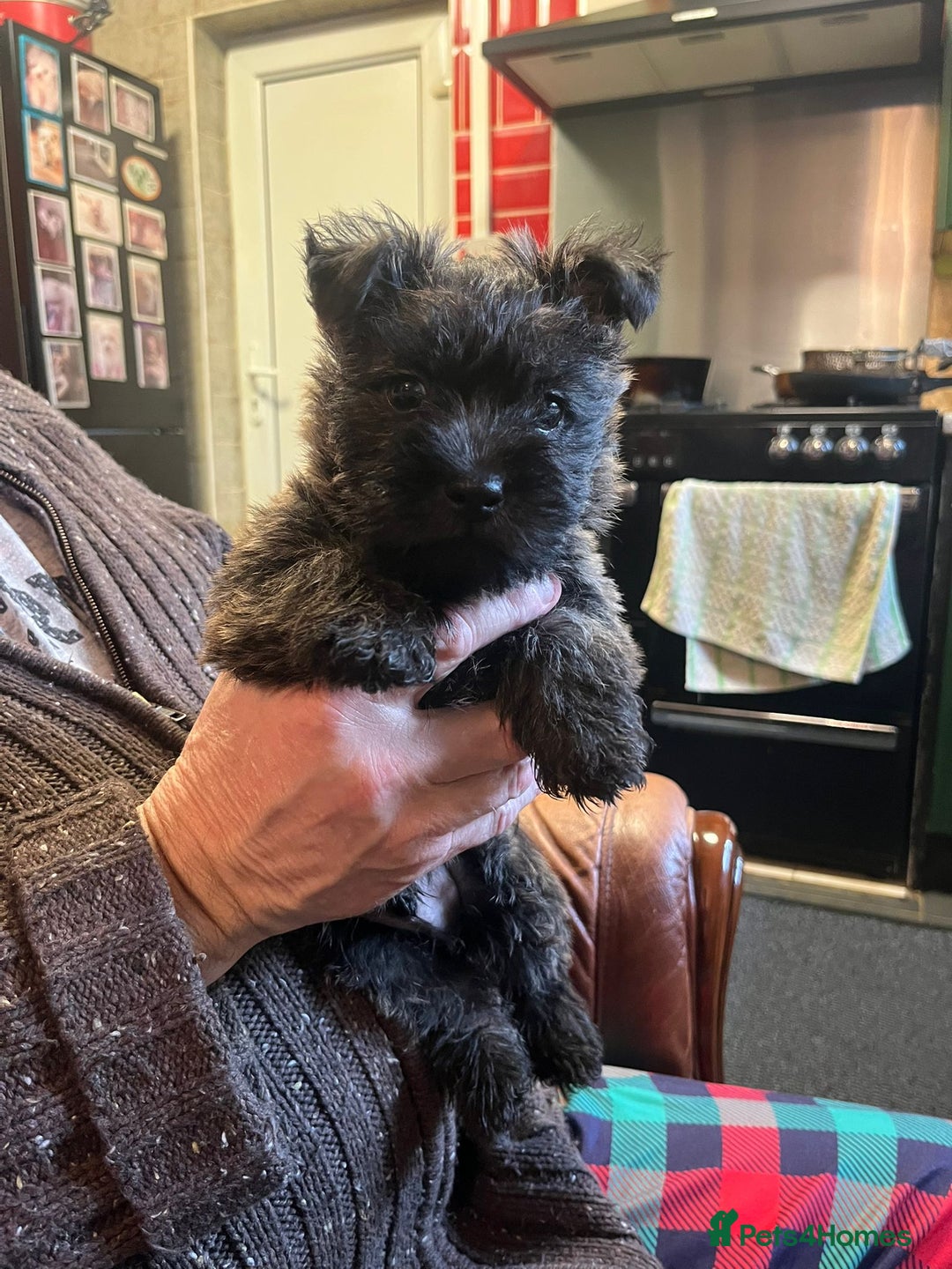 Cairn Terrier dogs for sale: KC registered cairn terrier - Image 1