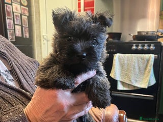 Cairn Terrier dogs - Advert 2