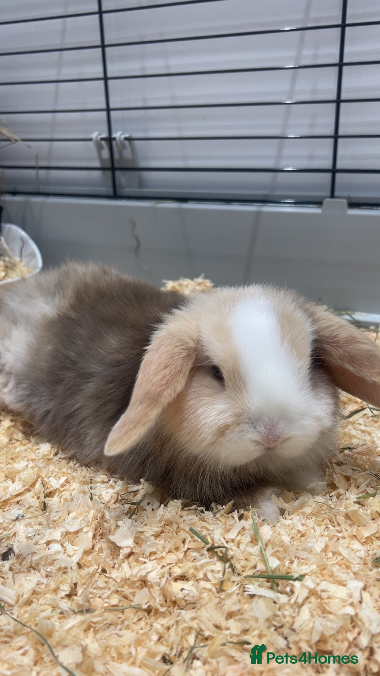 Mini Lop rabbits Mini lop - Advert 1