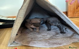 Italian Greyhound dogs for sale: 2 Italian Greyhound Boys  - Image 21