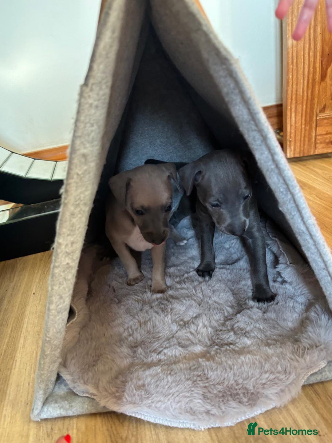Italian Greyhound dogs for sale: 2 Italian Greyhound Boys  - Image 21