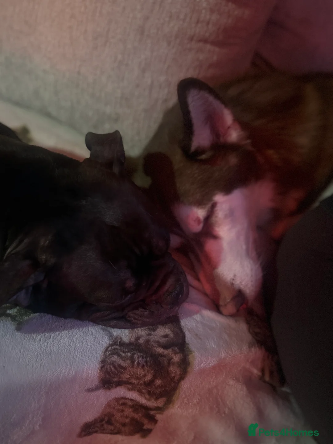 Mixed Breed dogs for sale: Pocket bulldog  Siberian husky x pocket pitskys - Advert 16