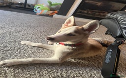 Siberian Husky dogs for sale: Loki  - Image 2