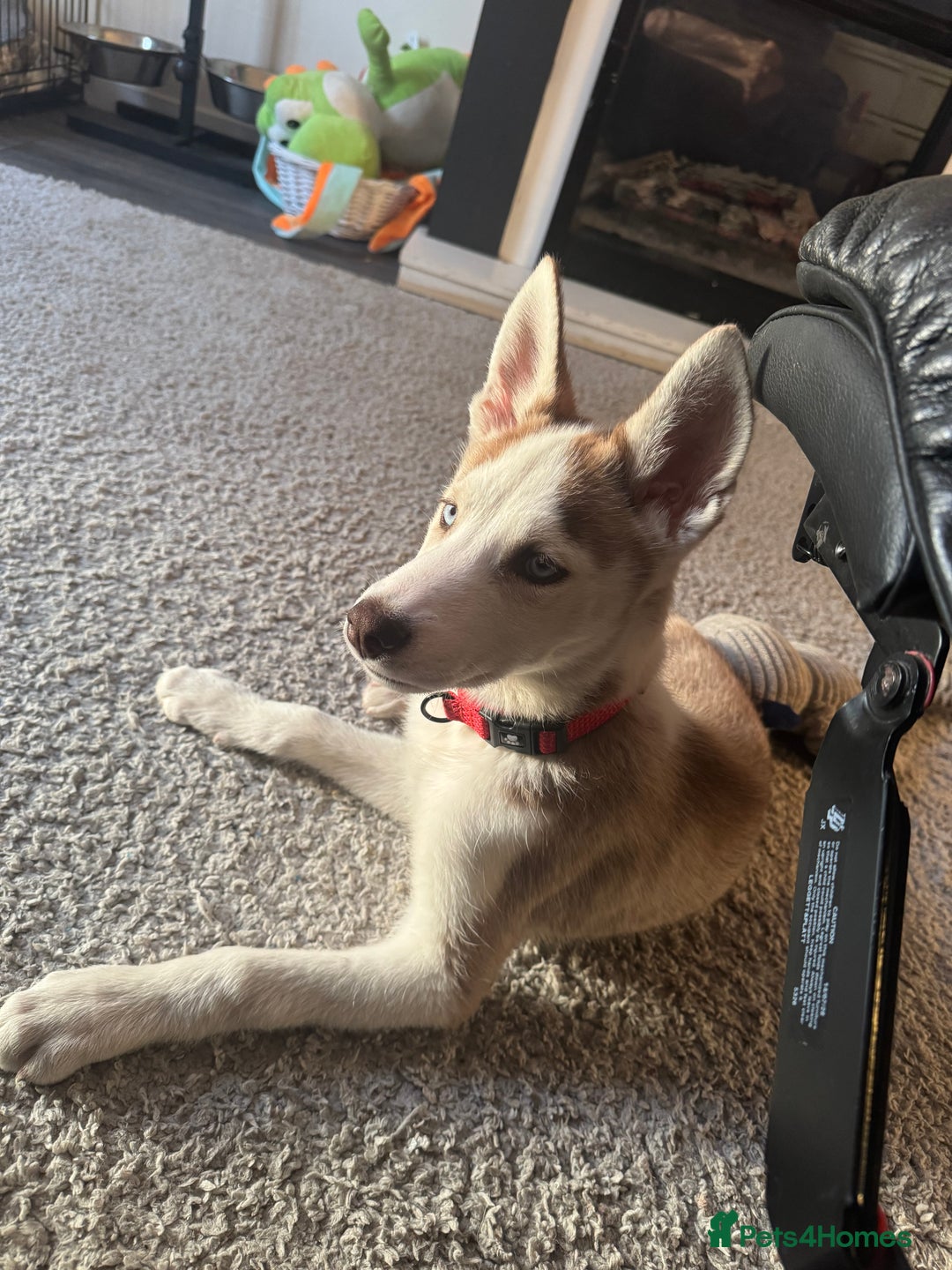 Siberian Husky dogs for sale: Loki  - Image 2