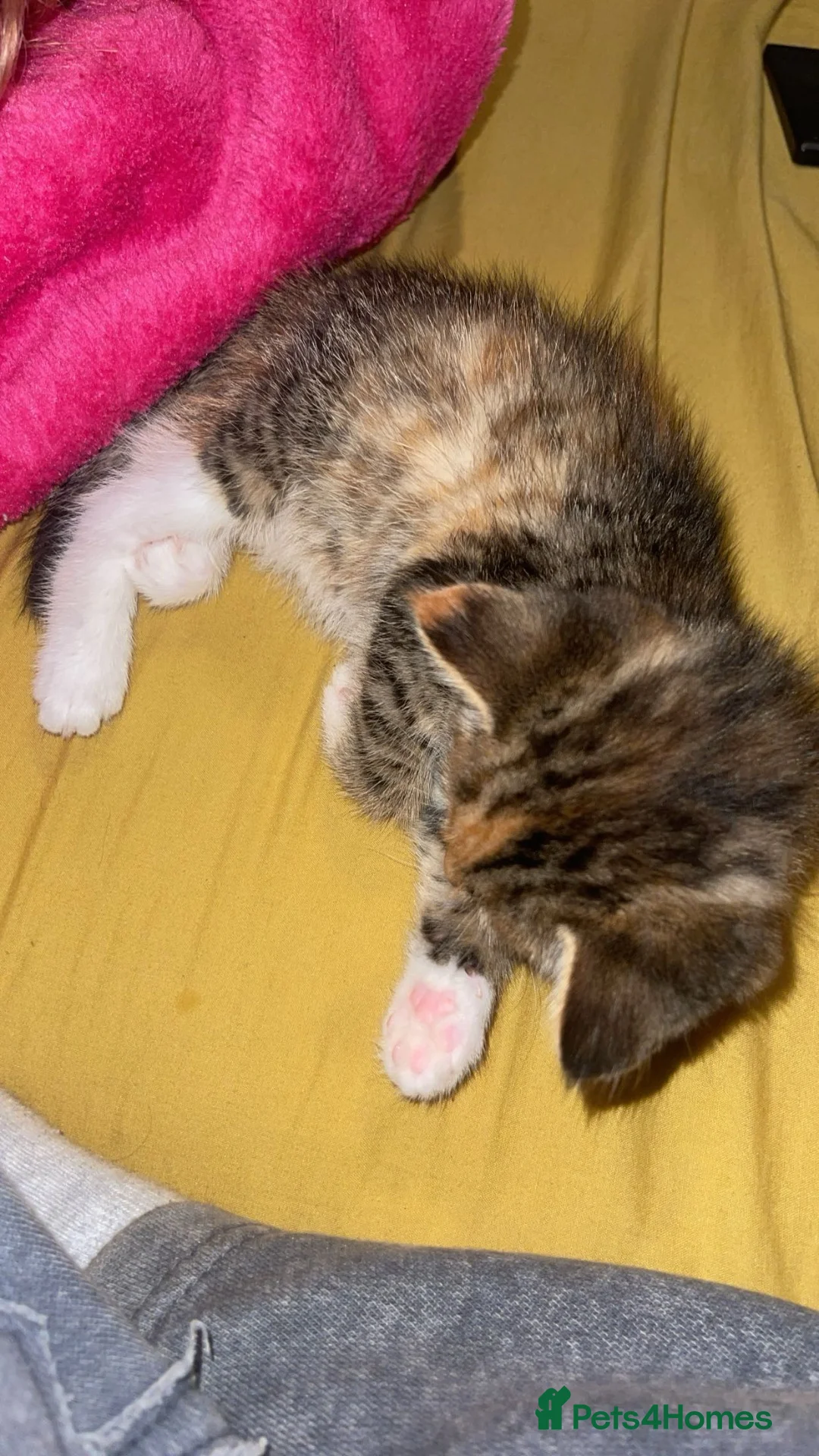 Mixed Breed cats for sale: Cute fluffy tortoiseshell tabby kitten in London - Advert 4