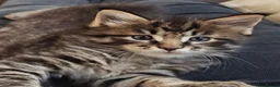 Maine Coon cats for sale: Stuning Maine Coone kittens - Advert 10