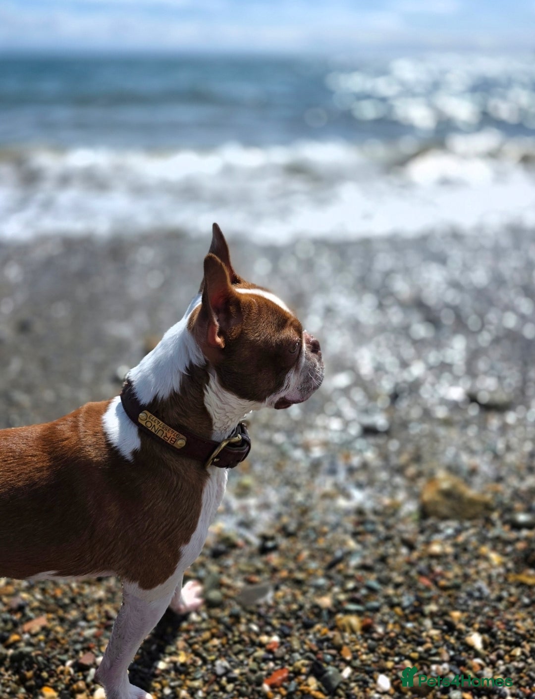 Boston Terrier dogs for sale: 2y old Boston Terrier Boy for Rehome  - Advert 7