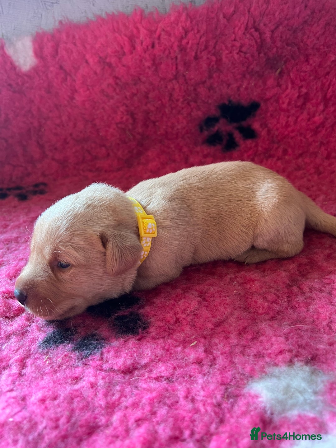 Labrador Retriever dogs for sale: Labrador puppies for sale  - Image 3