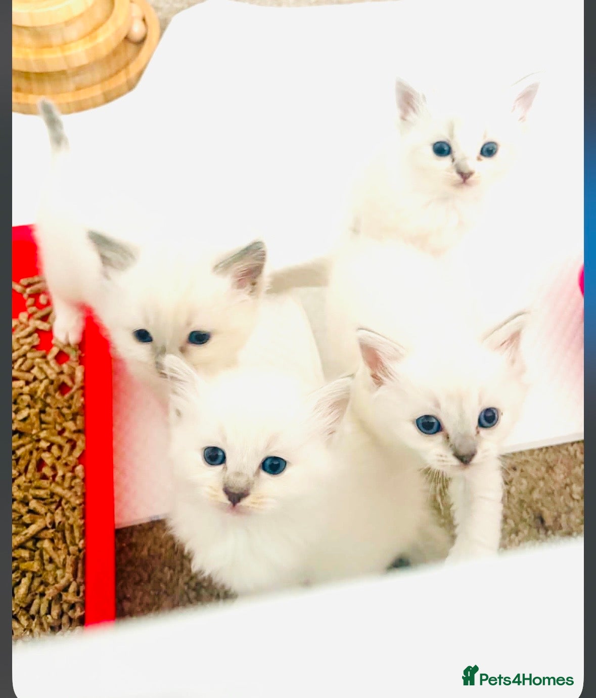 Ragdoll cats GCCF BEAUTIFUL RAGDOLL KITTENS  - Advert 1
