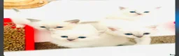Ragdoll cats for sale: GCCF BEAUTIFUL RAGDOLL KITTENS  - Advert 27