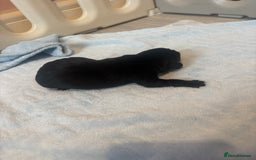 Labrador Retriever dogs for sale:  Labrador puppies - Image 10