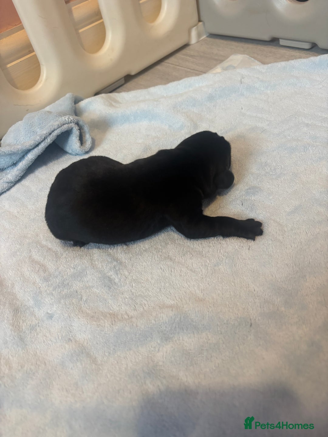 Labrador Retriever dogs for sale:  Labrador puppies - Image 10
