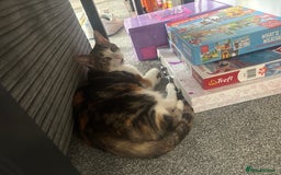 British Shorthair cats for sale: Gorgeous 8yr old female cat for sale - Image 9