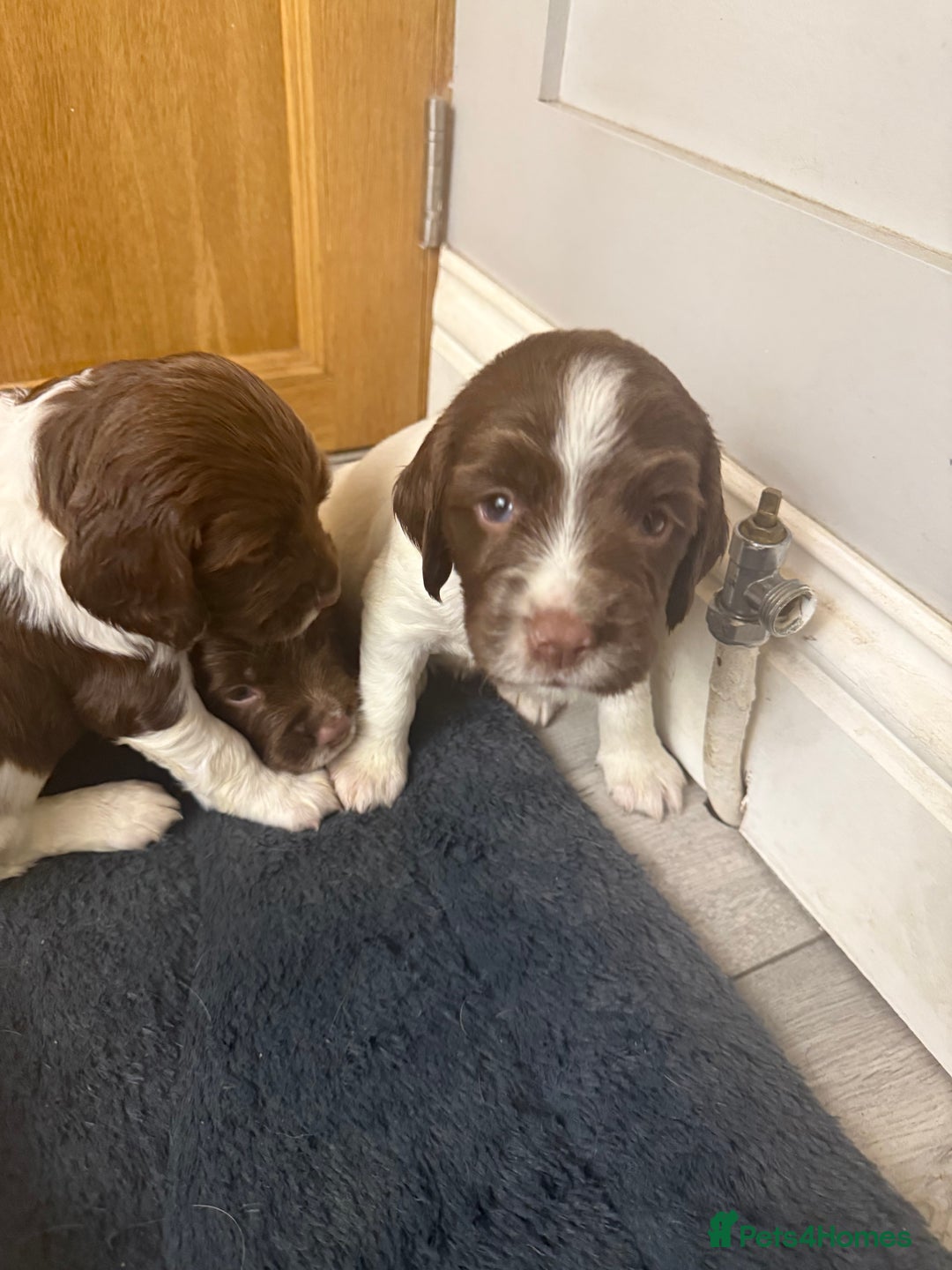 English Springer Spaniel dogs for sale: ENGLISH SPRINGER SPANIEL - Image 4