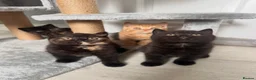 British Shorthair cats for sale: 2 Gccf registered British Shorthair kittens - Advert 30