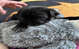 Pug dogs for sale: KCreg pug puppies for sale. - Image 22