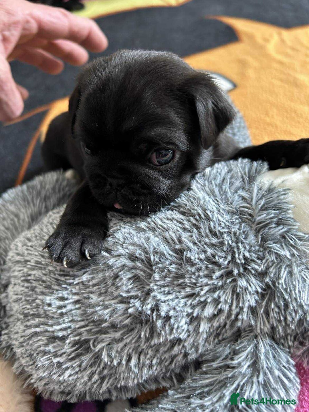 Pug dogs for sale: KCreg pug puppies for sale. - Image 22