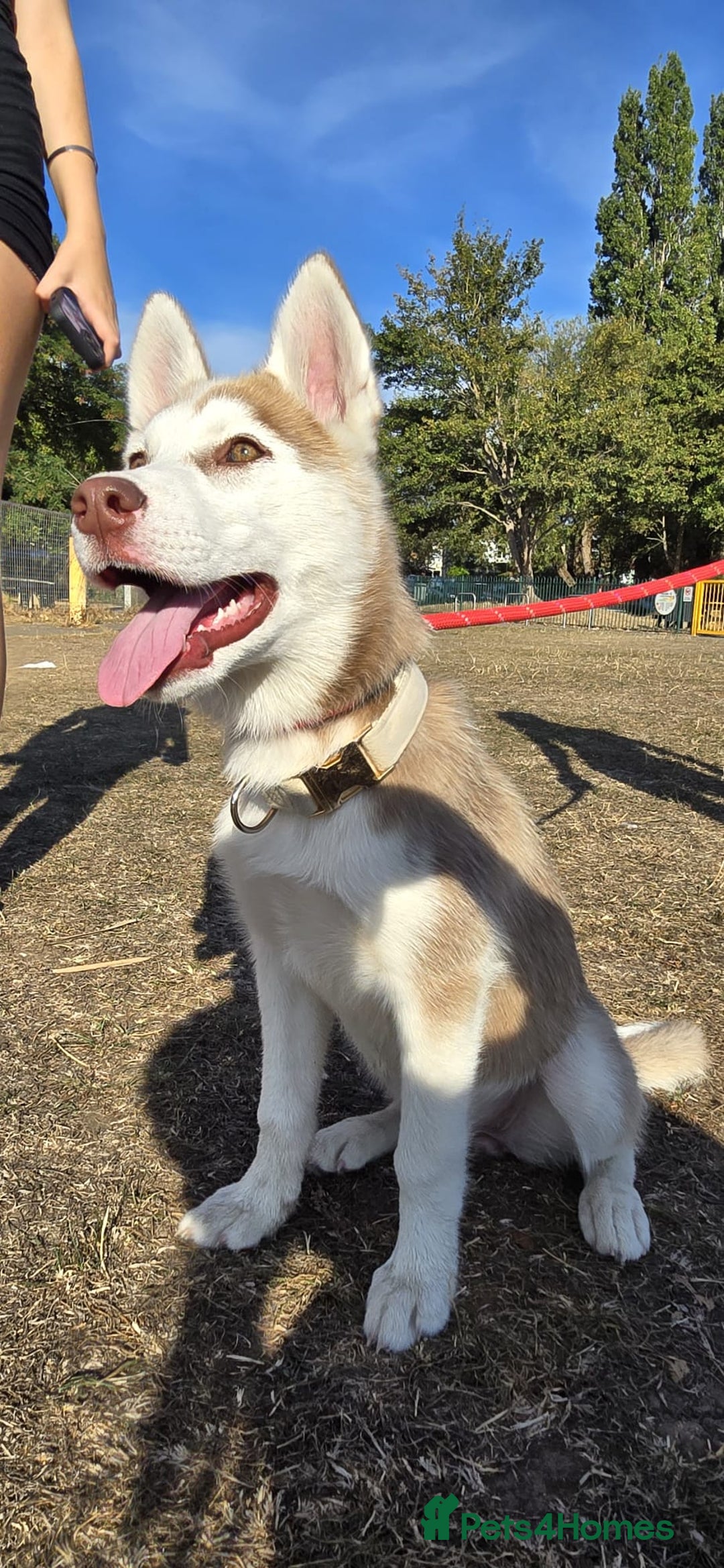 Siberian Husky dogs for sale: Just left 1 girls to reserve! SASHA in Southampton - Image 17