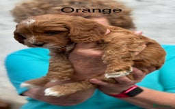 Cockapoo dogs for sale: F1 Toy Cockapoo’s in richest red ❤️ - Image 21