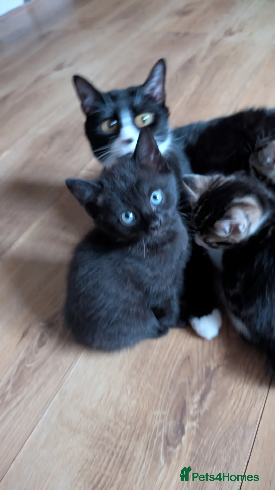 Mixed Breed cats for sale: Kittens looking for a  loving home! - Advert 2