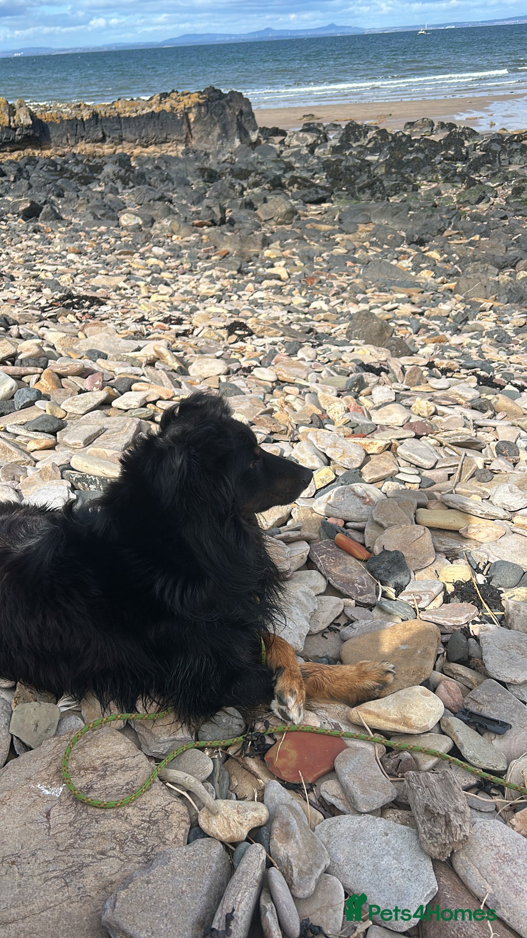 Mixed Breed dogs for sale: Rufty - Image 15
