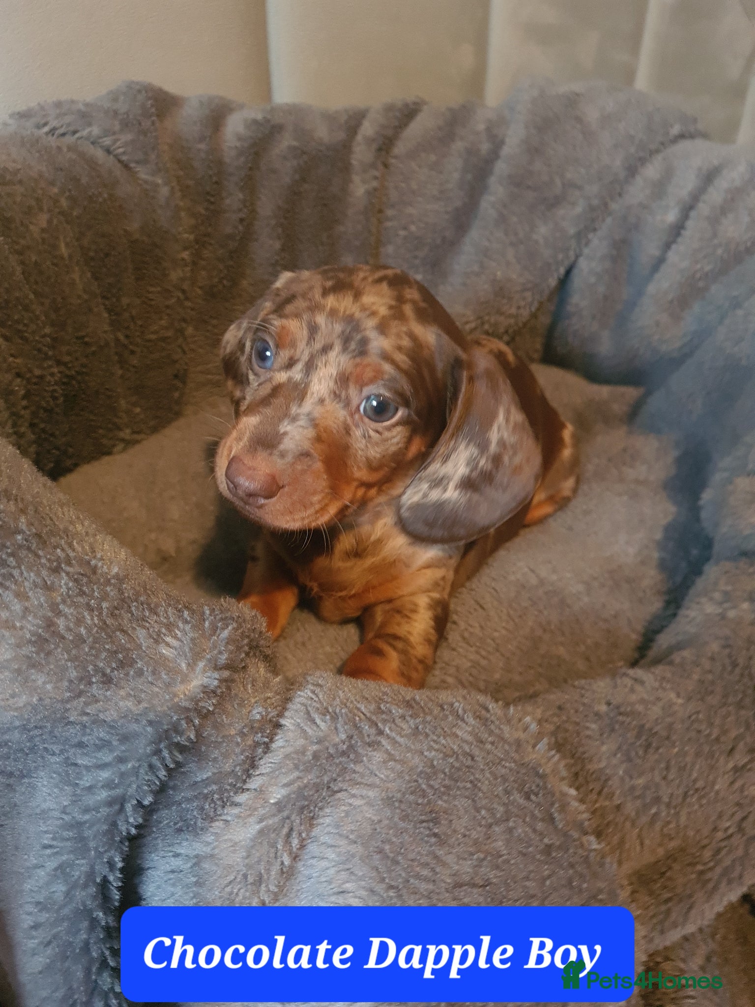 Dachshund dogs 4 Stunning Dachshund Pups - Advert 2