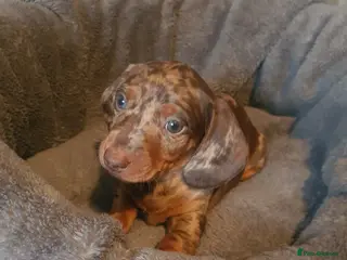 Dachshund dogs 4 Stunning Dachshund Pups - Advert 8