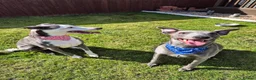 Whippet dogs for sale: 2 Whippets 5 years old - Must stay together - Advert 7