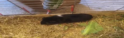 Guinea Pig rodents for sale: A very sad rehoming due to relocation  in High Wycombe - Advert 8