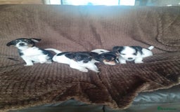Jack Russell dogs for sale: Jack Russell pups  - Advert 2