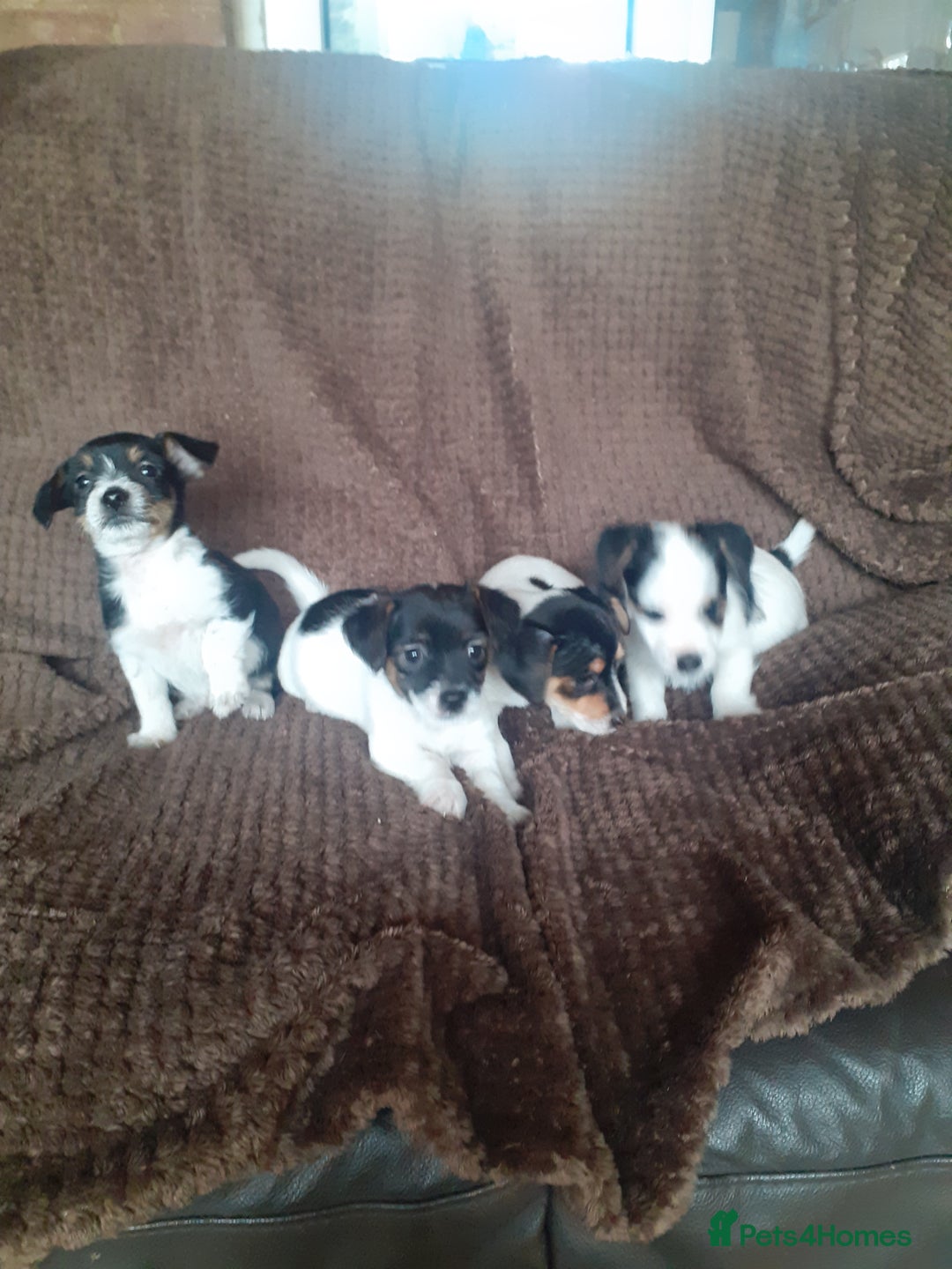 Jack Russell dogs for sale: Jack Russell pups  - Advert 2