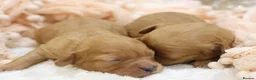 Cavapoo dogs for sale: Heath Tested Cavapoos - Advert 6