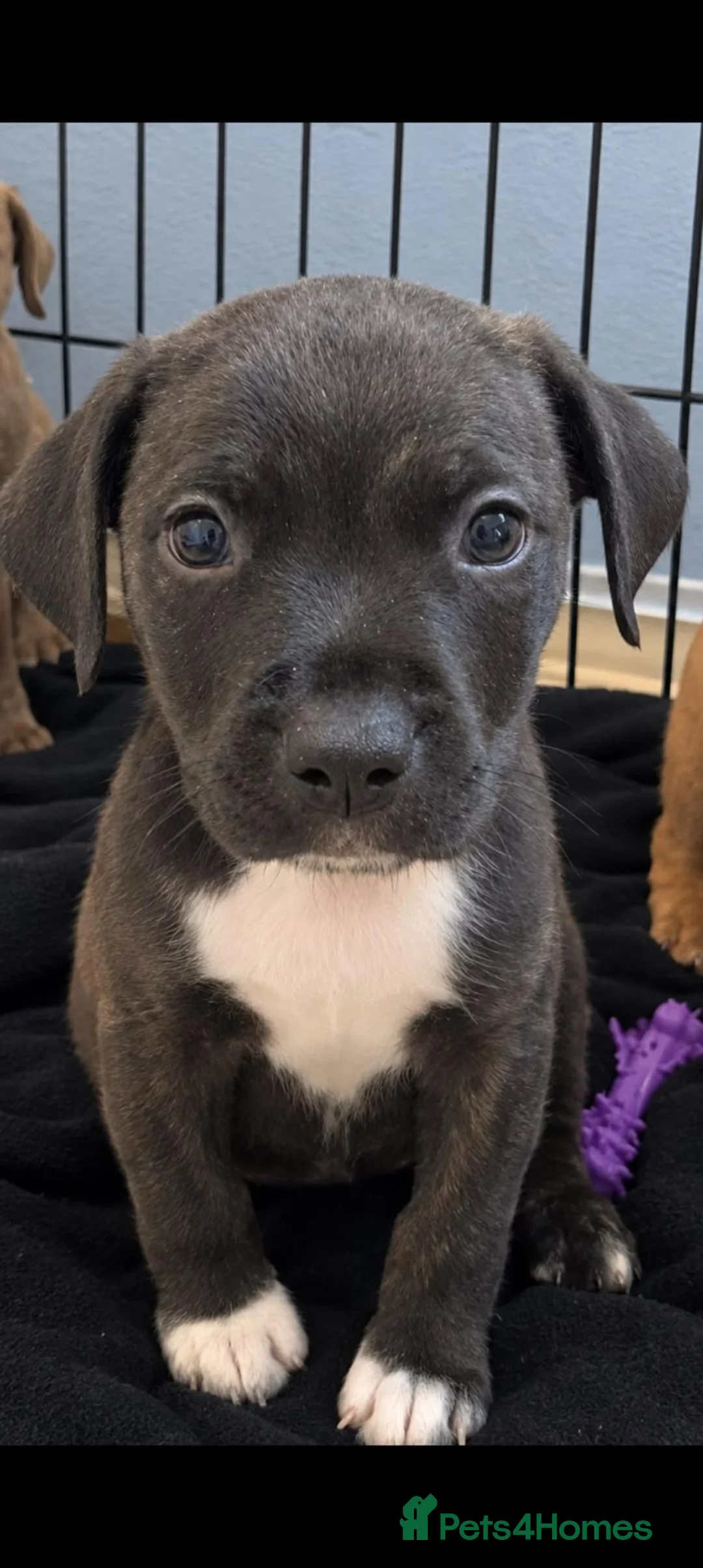 Mixed Breed dogs for sale: Staffy X Vizla pups - Advert 26