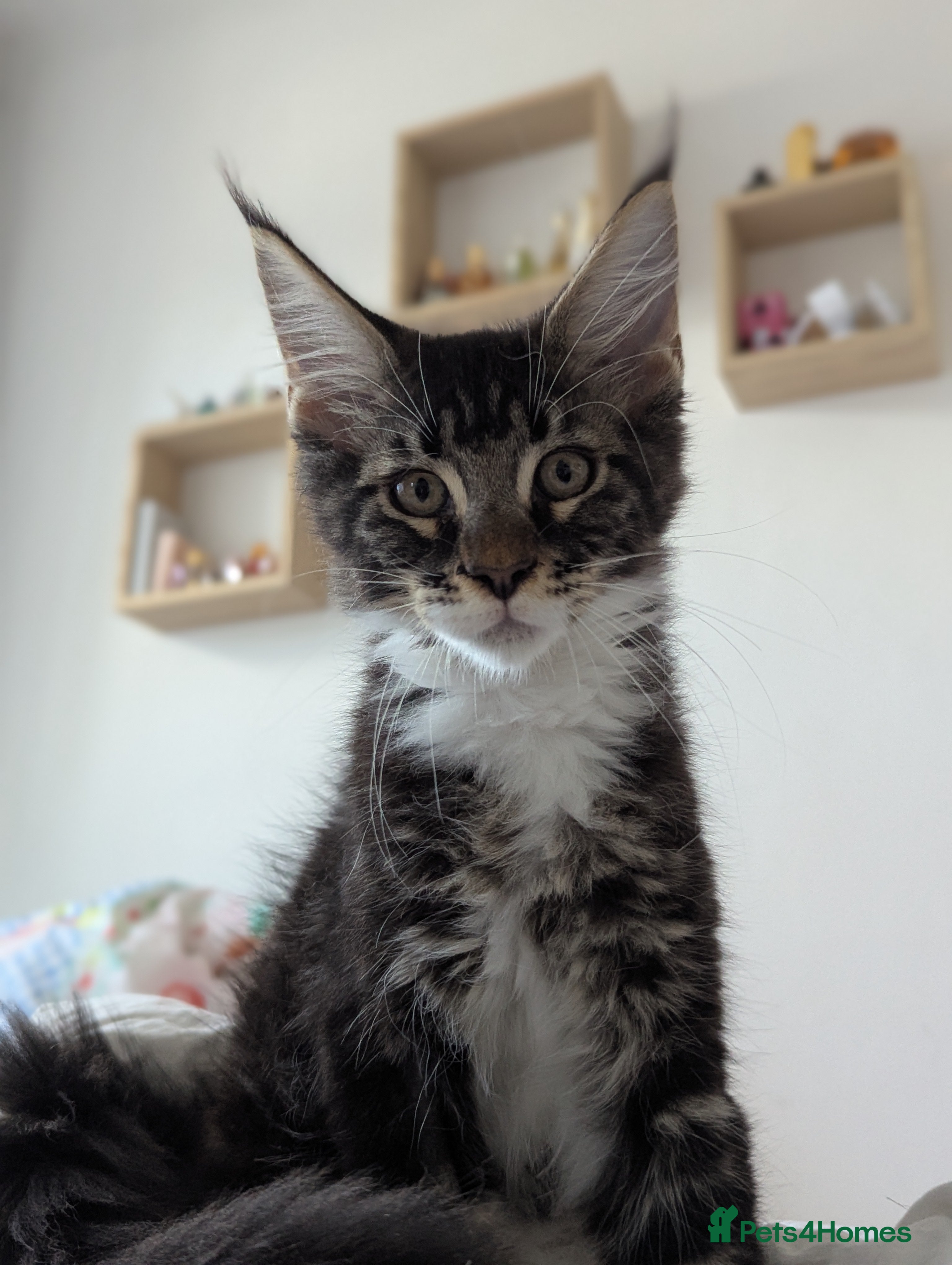 Maine Coon cats 🌟TICA🌟 pure breed maine coons - Advert 2
